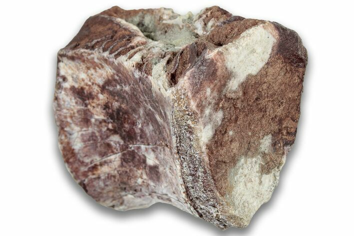 Triassic Fossil Phytosaur Vertebra - New Mexico #325136